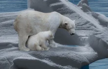 Dramatyczne prognozy naukowców. Kiedy wyginą niedźwiedzie polarne?