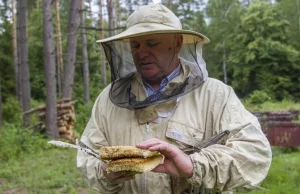 Pszczołom na ratunek. Odkrycie z Białegostoku może uratować miliony owadów