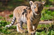 W Zoo Wrocław przyszedł na świat tygrys sumatrzański