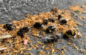 Martwe pszczoły i trzmiele w Warszawie. Padają jeden po drugim