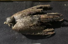 Ptak sprzed 46 tys. lat wydobyty z lodów Syberii