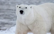 Niedźwiedzie polarne wyginą do 2100 roku?