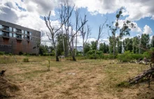 Celowo zatrute drzewa na atrakcyjnej działce dewelopera w Sopocie