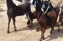 Gangsta Goats