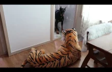 Pieseł wchodzi do pokoju, a tam tygrysieł