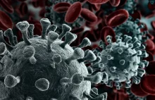Koronawirus SARS-CoV-2 stosuje kamuflaż, żeby komórki go nie rozpoznały