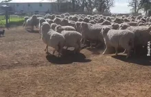 Jak pies pasterski ustawia owce w szeregu