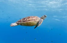 Zagadki migracji, czyli jak żółwie morskie odnajdują odizolowane wyspy.
