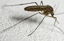 Ekspert: Lepiej poszukać sensu istnienia komarów, niż je zwalczać.