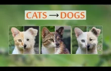 [EN] SI tworzy zdjęcia psów na podstawie zdjęć kotów (i odwrotnie) :)