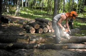 Wytną setki starych dębów i jesionów, a w ich miejsce posadzą... tuje....