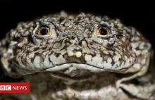 Wielka żaba z jeziora Titicaca: naukowcy łączą siły, aby ocalić gatunki. [foto]