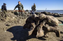 W syberyjskim jeziorze znaleziono fragmenty szkieletu mamuta. [video]