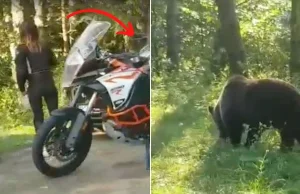 Turyści zatrzymali się na widok niedźwiedzia. Wysiedli z auta, zaczęli go karmić