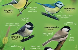 Rozpoznawanie ptaków Infografiki