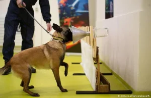 Psy potrafią wykryć COVID-19 u ludzi, z 94 procentową skutecznością -...