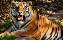 22 ciekawostki o tygrysach z okazji Światowego Dnia Tygrysa (29 lipca)