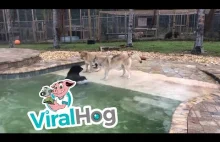 Zabawa niedźwiadka, lwiątka i wilka przy basenie