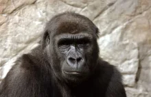 Zabójca goryla skazany na 11 lat więzienia