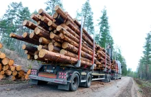 Rząd chce spalać drewno z lasów w elektrowniach. Naukowcy: To absurd.