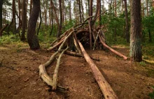 Nadleśnictwo Gryfino wycięło część drzew w Krzywym Lesie - pomniku przyrody