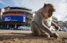 Tysiące małp najechało Tajskie miasto