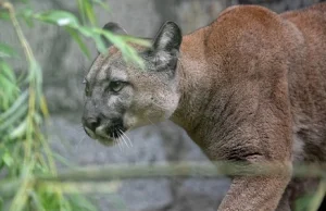 Puma Nubia zostanie w chorzowskim zoo. Jest decyzja sądu