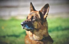 Nie żyje pierwszy pies zarażony koronawirusem | Tygodnik Bydgoski