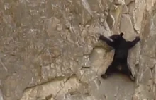 Niedźwiedzie uprawiające wspinaczkę
