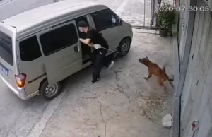 Pies porwany prosto z ulicy
