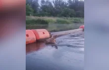 Pływający łoś próbował wdrapać się na łódkę! (wideo
