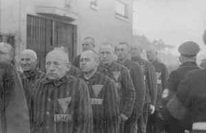 Homoseksualiści w nazistowskich obozach koncentracyjnych. Prześladowano w...