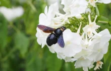 Fioletowa pszczoła zadomowiła się na Dolnym Śląsku. Gatunek uważano za wymarły