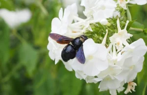 Fioletowa pszczoła zadomowiła się na Dolnym Śląsku. Gatunek uważano za wymarły