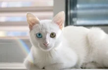 Sierść kota żółknie - przyczyny i leczenie