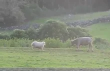 Owca uczy młodego byka