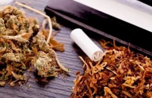 Ruszyły Uniwersyteckie badania nad wpływem marihuany i nikotyny
