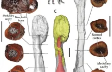 Dinozaury chorowały na nowotwory. Właśnie zdobyto pierwszy jednoznaczny dowód