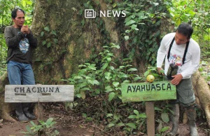 Badania wskazują, że Ayahuasca wywołuje trwałe zmiany w mózgu już po...