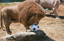 Nierozłączne lwy z zoo zostały razem uśpione. Żeby nie umierały z tęsknoty
