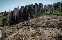 Niemieckie lasy w dramatycznym stanie. Znacząco wzrosła wycinka drzew
