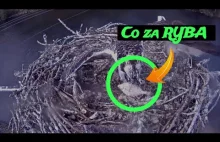 RYBA na KOLACJĘ - młody głodny - RYBOŁOWY - Cowlitz Osprey I Świat Przyrody