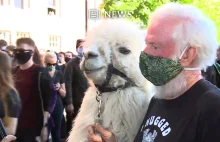 Terapeutyczna lama łagodzi napięcia podczas protestów