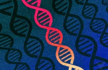 Naukowcy przemianowują ludzkie geny, tak aby Excel nie zamieniał ich na daty