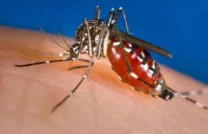 Komary tygrysie coraz bliżej Polski. Pojawiły się w kilku holenderskich gminach