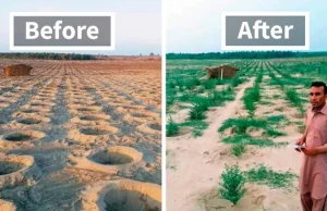 Zobacz, jak kampania sadzenia drzew „10 miliardów drzew Tsunami” zmieniła ten...