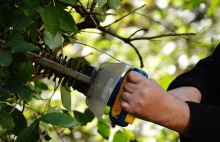 Jak wykorzystać gałęzie w ogrodzie? - porady ogrodnicze