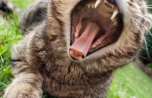 Ile zębów ma kot?