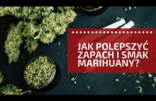 Typ pokazuje jak uprawiać marihuanę w Polsce i się nie boi