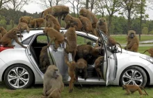 Małpy zaatakowały auto! #pdk